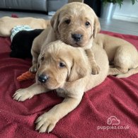 Labrador Retriever - Dogs