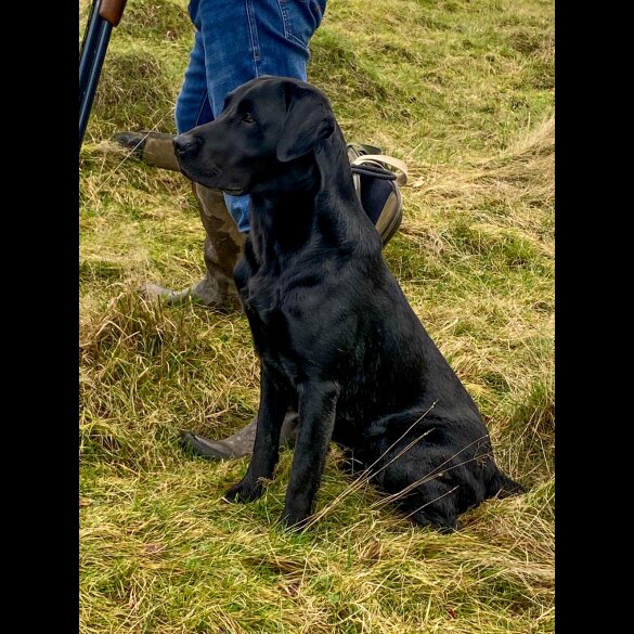 Labrador Retriever - Dogs