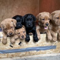 Labrador Retriever - Dogs