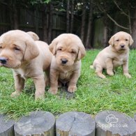 Labrador Retriever - Dogs