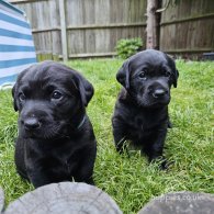 Labrador Retriever - Dogs