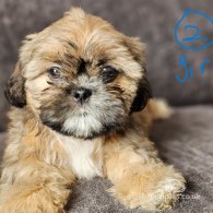 Lhasa Apso - Both