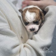 Lhasa Apso - Dogs