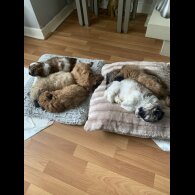 Lhasa Apso - Both