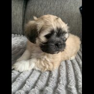 Lhasa Apso - Both