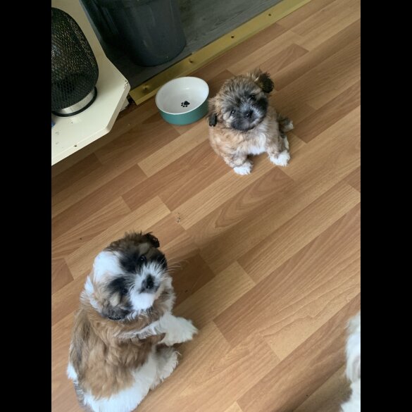 Lhasa Apso - Both