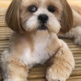 Lhasa Apso