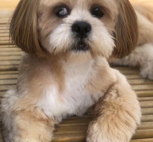 Lhasa Apso