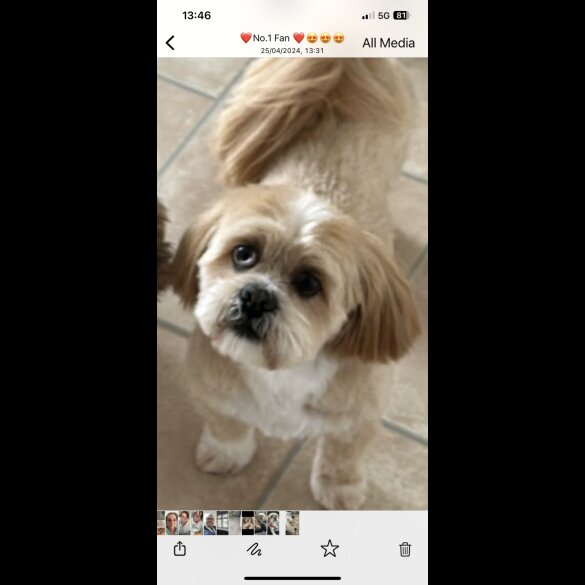 Lhasa Apso