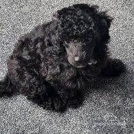 Miniature Poodle - Both