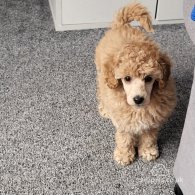 Miniature Poodle - Both