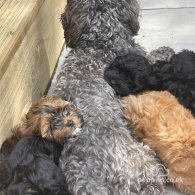 Miniature Poodle - Bitches