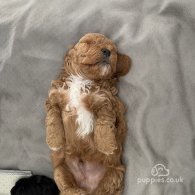 Miniature Poodle - Bitches