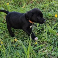 Mixed Breed - Dogs