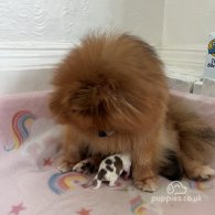 Pomeranian - Both