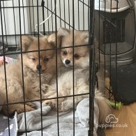 Pomeranian - Both