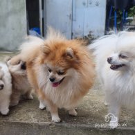 Pomeranian - Dogs