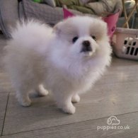 Pomeranian - Dogs