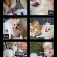 Pomeranian - Dogs