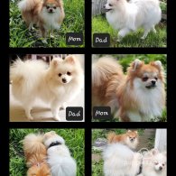 Pomeranian - Dogs