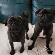 Pug - Both