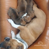 Staffordshire Bull Terrier - Both