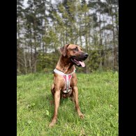 Rhodesian Ridgeback