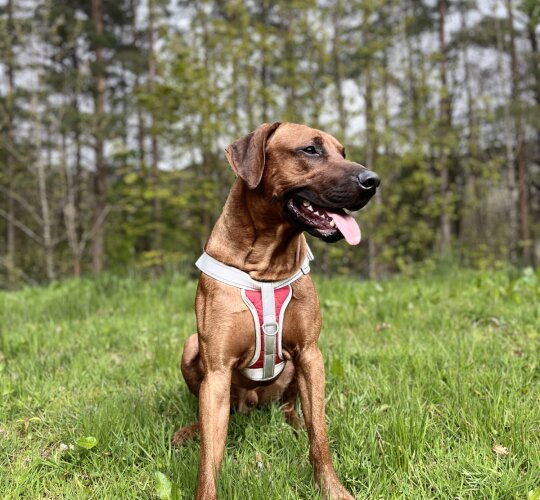 Rhodesian Ridgeback