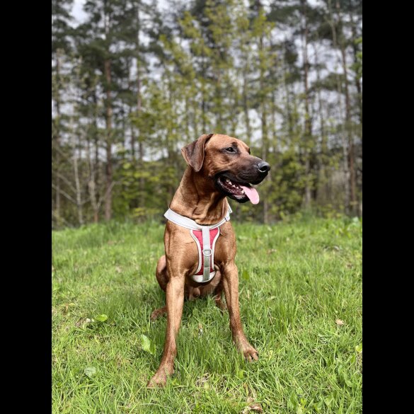 Rhodesian Ridgeback