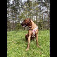 Rhodesian Ridgeback