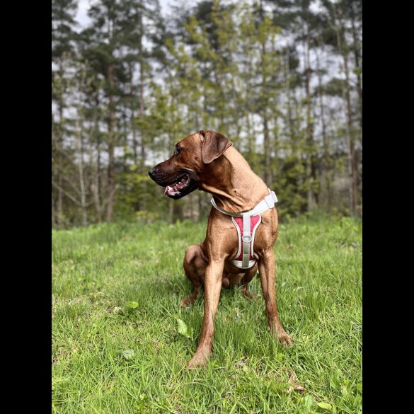 Rhodesian Ridgeback