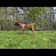 Rhodesian Ridgeback