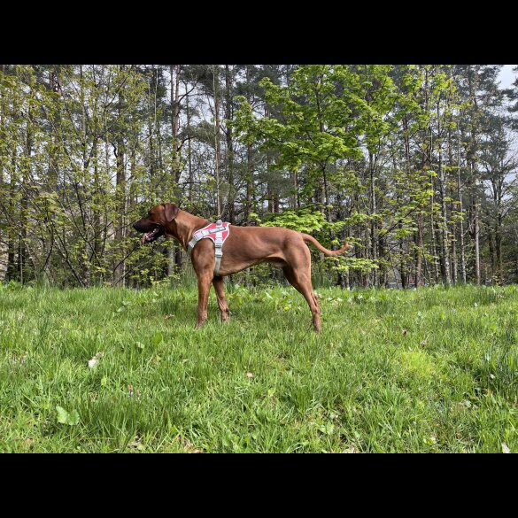 Rhodesian Ridgeback