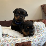 Rottweiler - Both