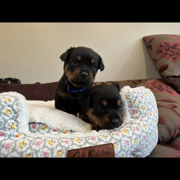 Rottweiler - Both