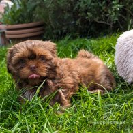 Shih Tzu - Both