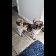 Shih Tzu - Both