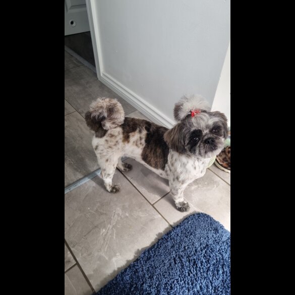 Shih Tzu - Both