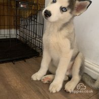 Siberian Husky - Dogs