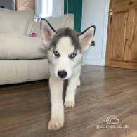 Siberian Husky - Dogs