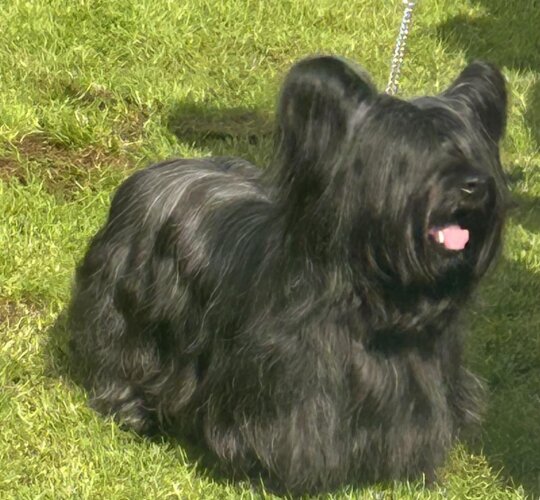 Skye Terrier