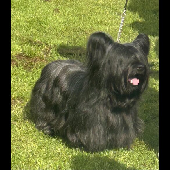 Skye Terrier - Dogs