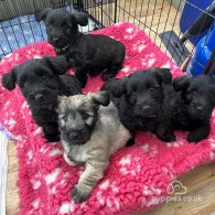 Skye Terrier - Dogs