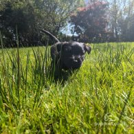 Skye Terrier - Dogs