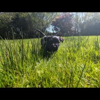 Skye Terrier - Dogs