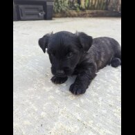 Skye Terrier - Dogs