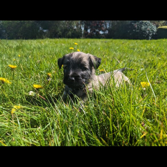 Skye Terrier - Dogs