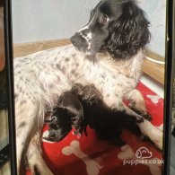 Sprocker Spaniel - Both