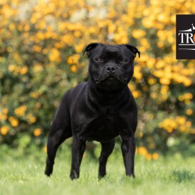 Staffordshire Bull Terrier