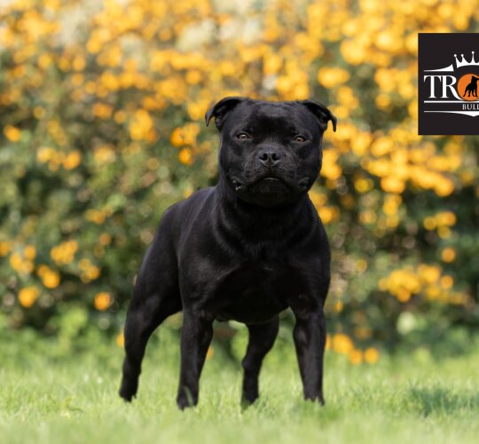 Staffordshire Bull Terrier